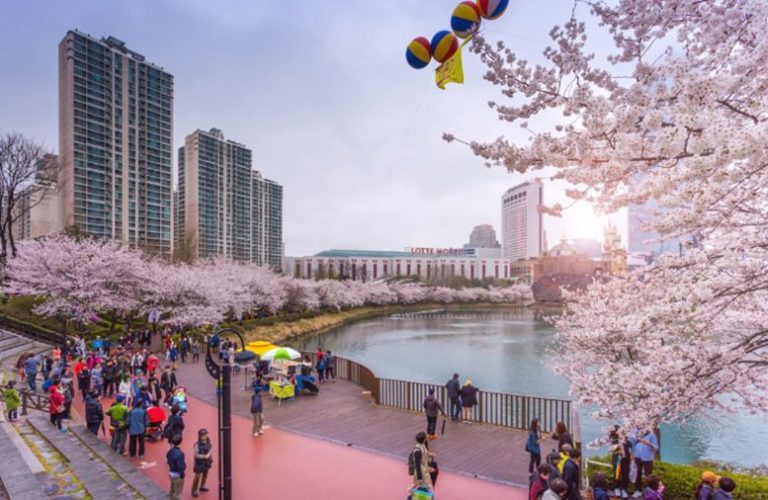 Hàn Quốc - Hoa anh đào