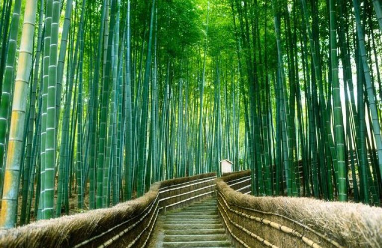 Rừng tre Sagano