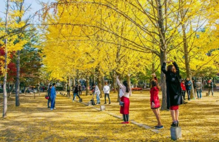 dao nami han quoc mua thu